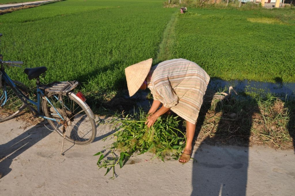 <i><b>Hoi An-080</b></i>